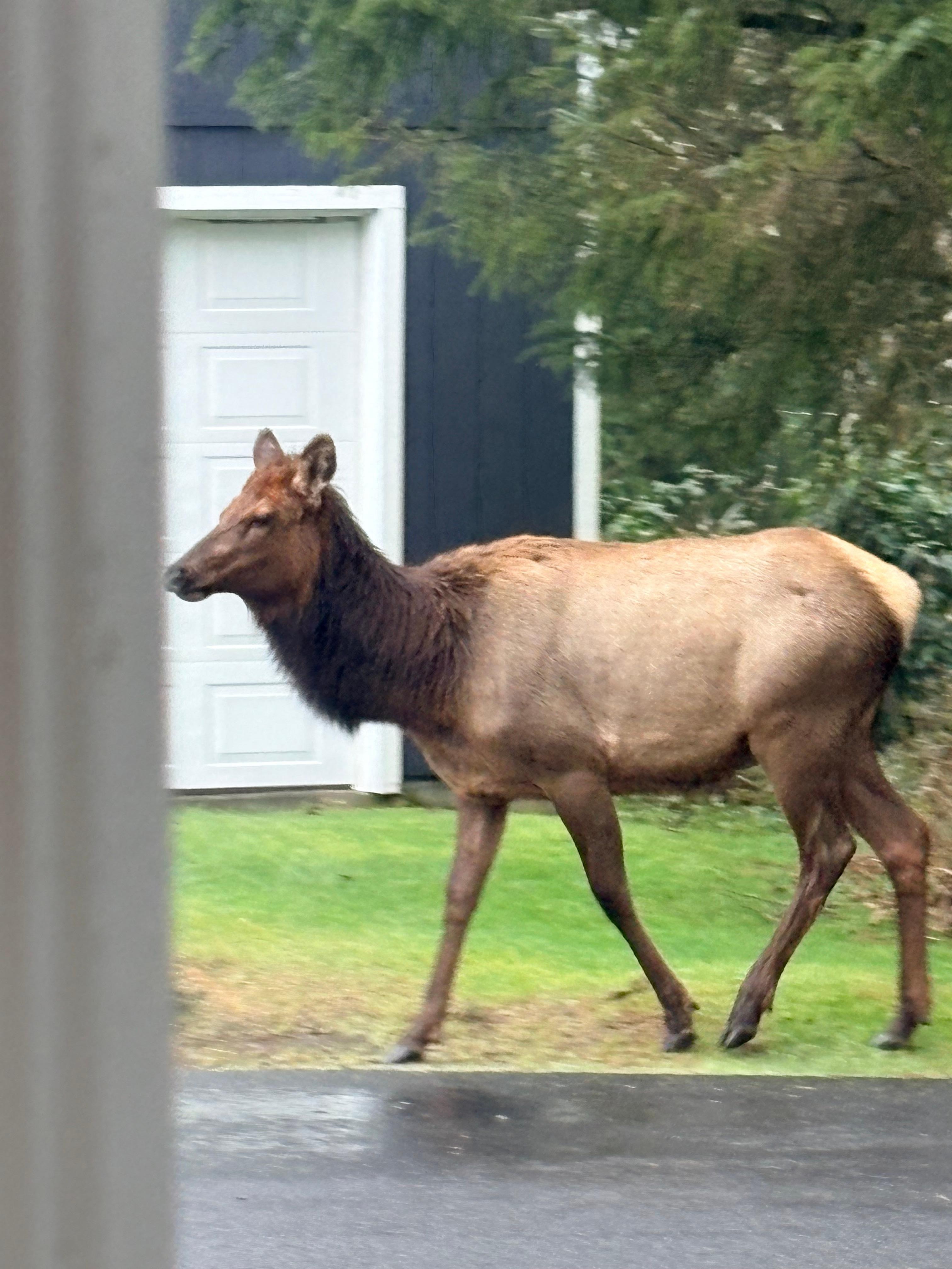 Elk walking past our front door. 