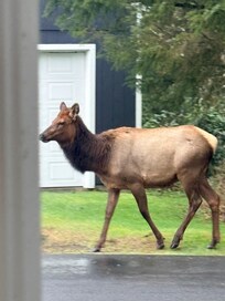 Elk walking past our front door.