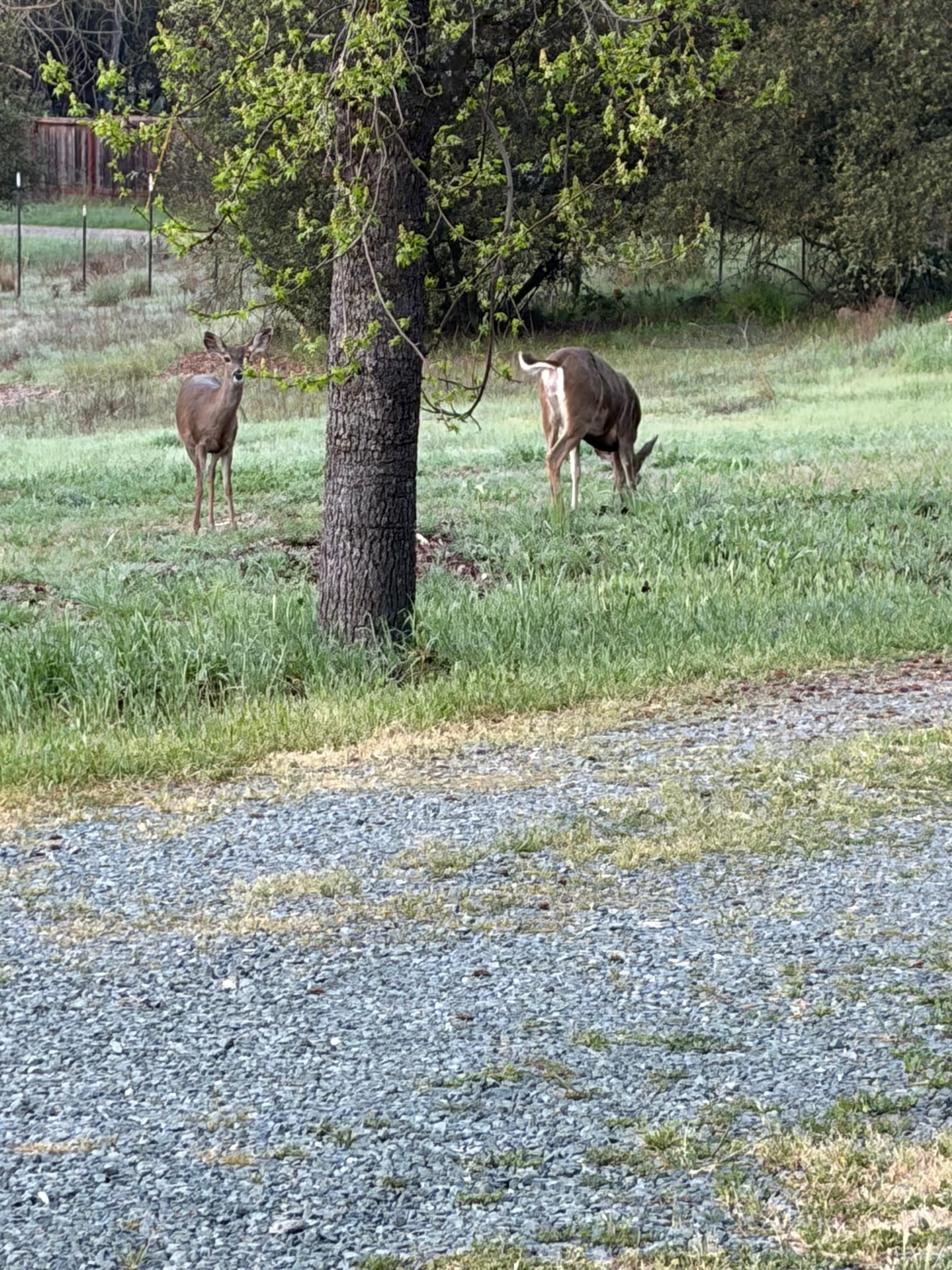 It is such a relaxed area that you will find dear roaming freely!!  What a place!! 