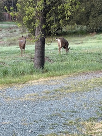 It is such a relaxed area that you will find dear roaming freely!! What a place!!