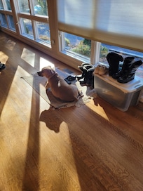 Our dog enjoyed sunshine and views from the spacious windows