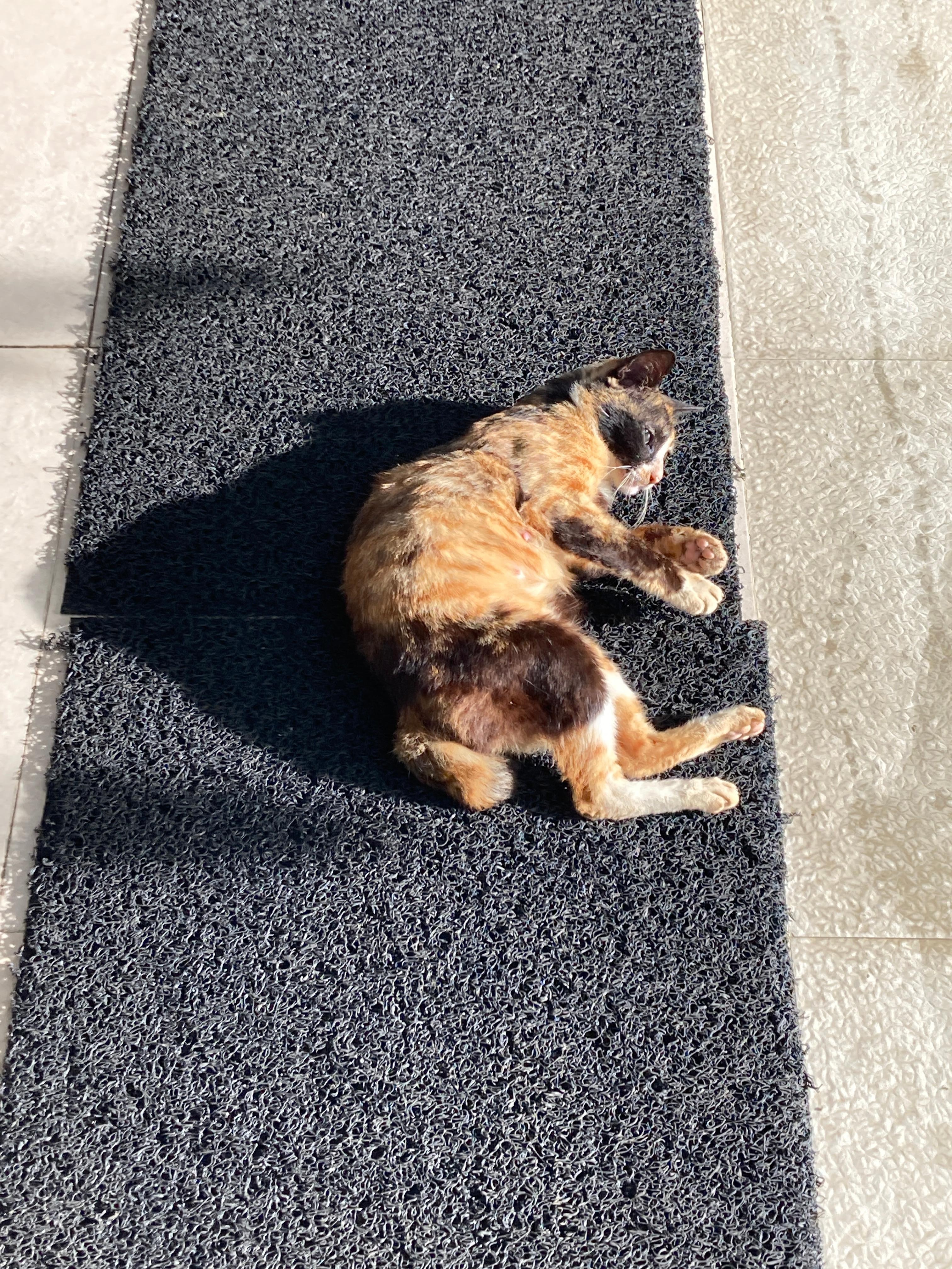 開放的なフロント横の朝食会場の猫