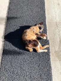 開放的なフロント横の朝食会場の猫