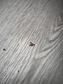 Cockroach we had to kill