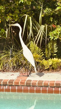 The birds are amazing