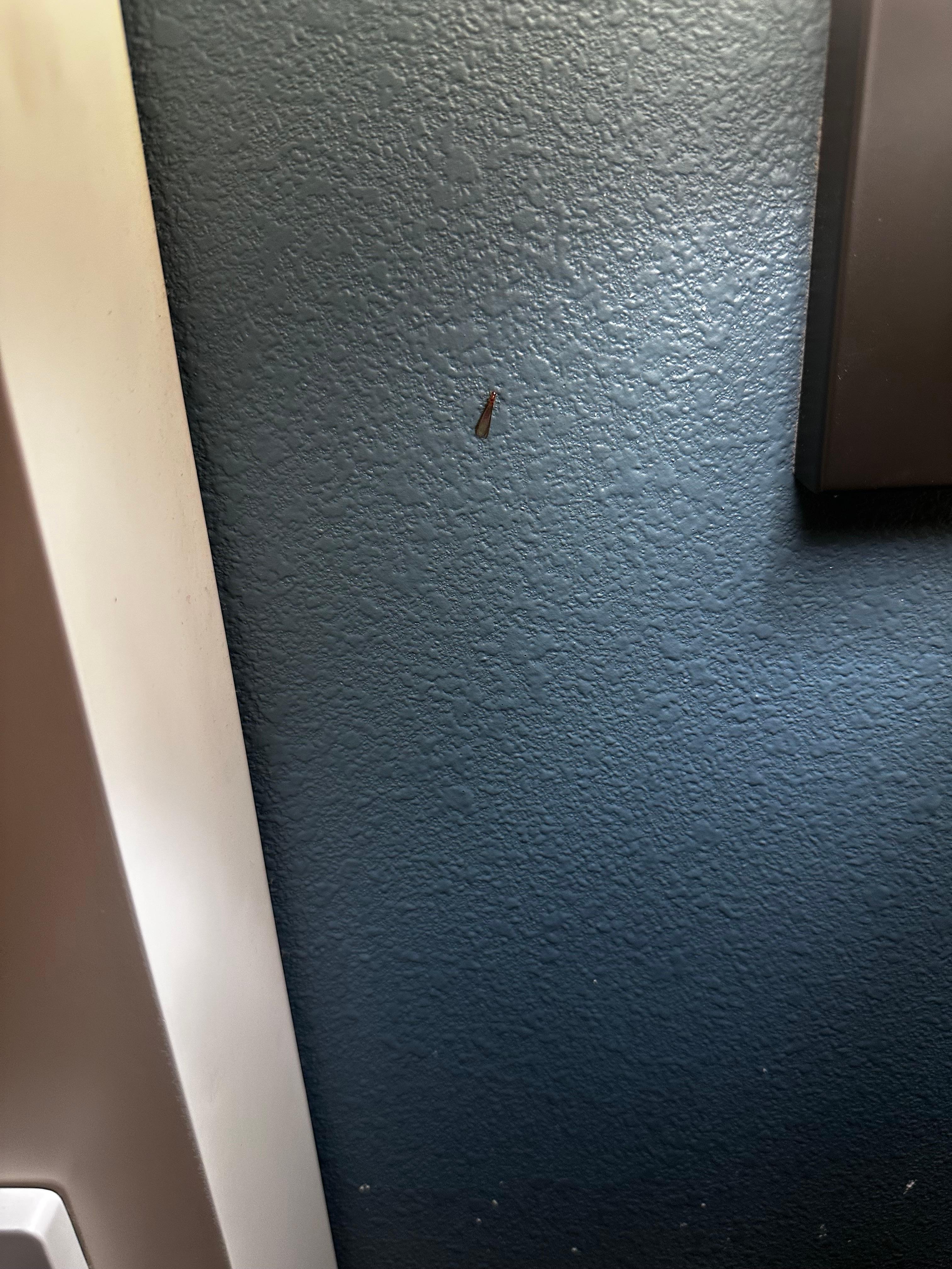 Mature bugs on the wall 