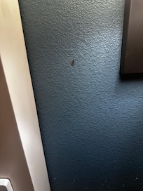 Mature bugs on the wall