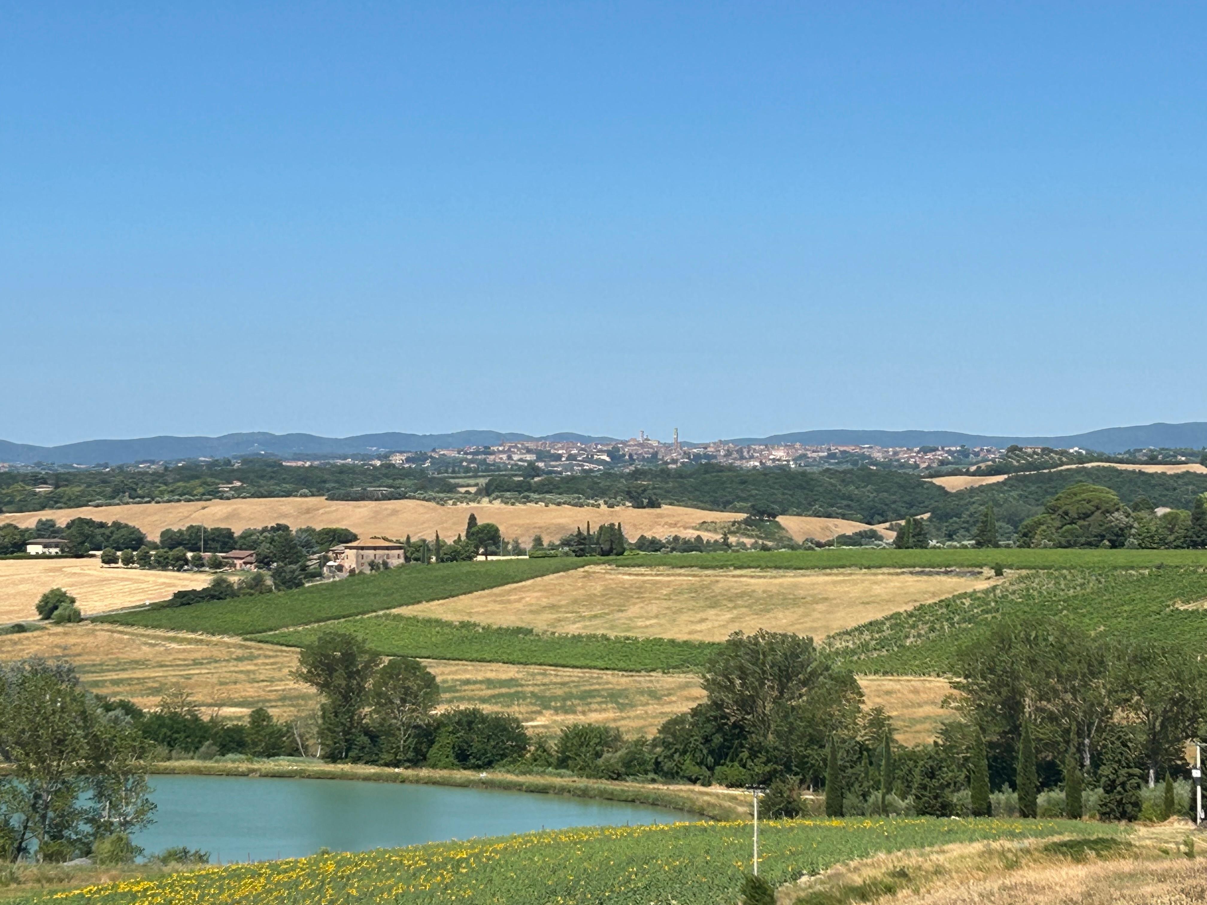 The sunflower fields were magnificent!