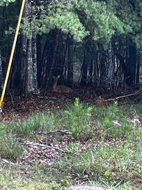 Deer in woods next to cabin. So peaceful!!