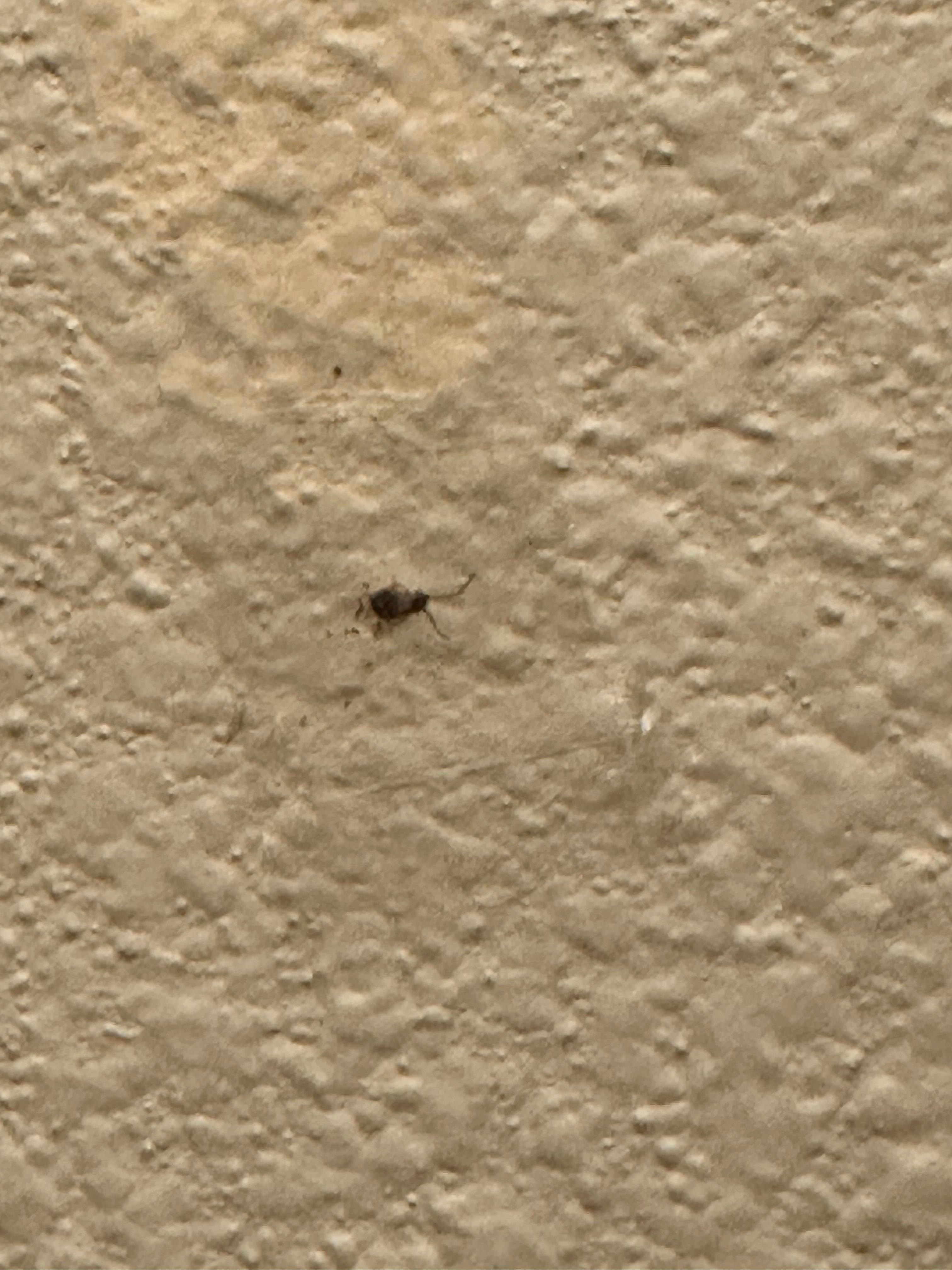 Dead spider smushed on the bathroom wall