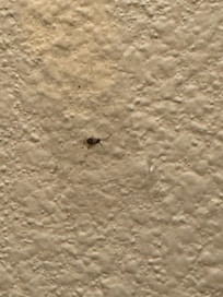 Dead spider smushed on the bathroom wall