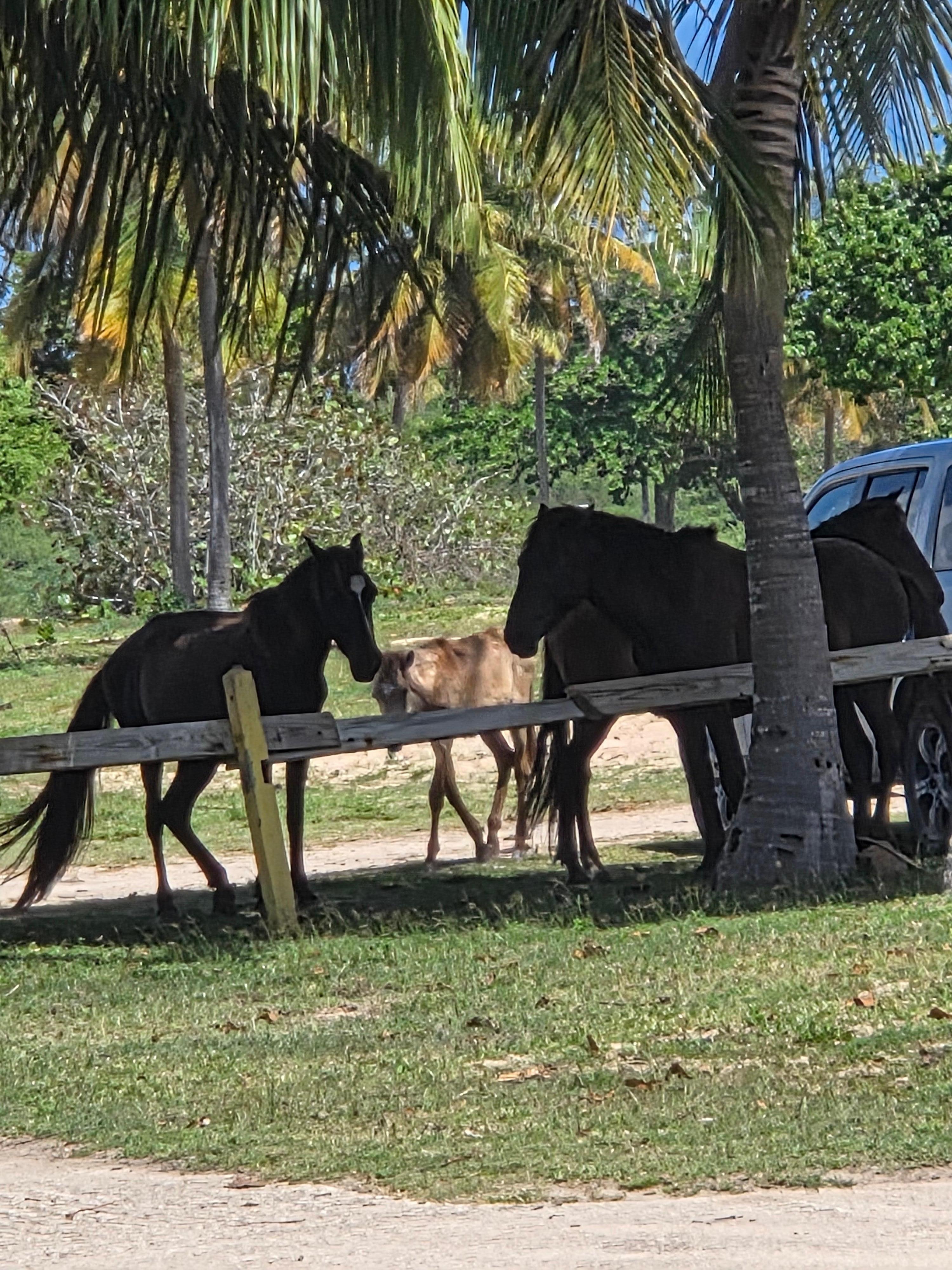 Horses are everywhere, they roaming freely. So cool to see.