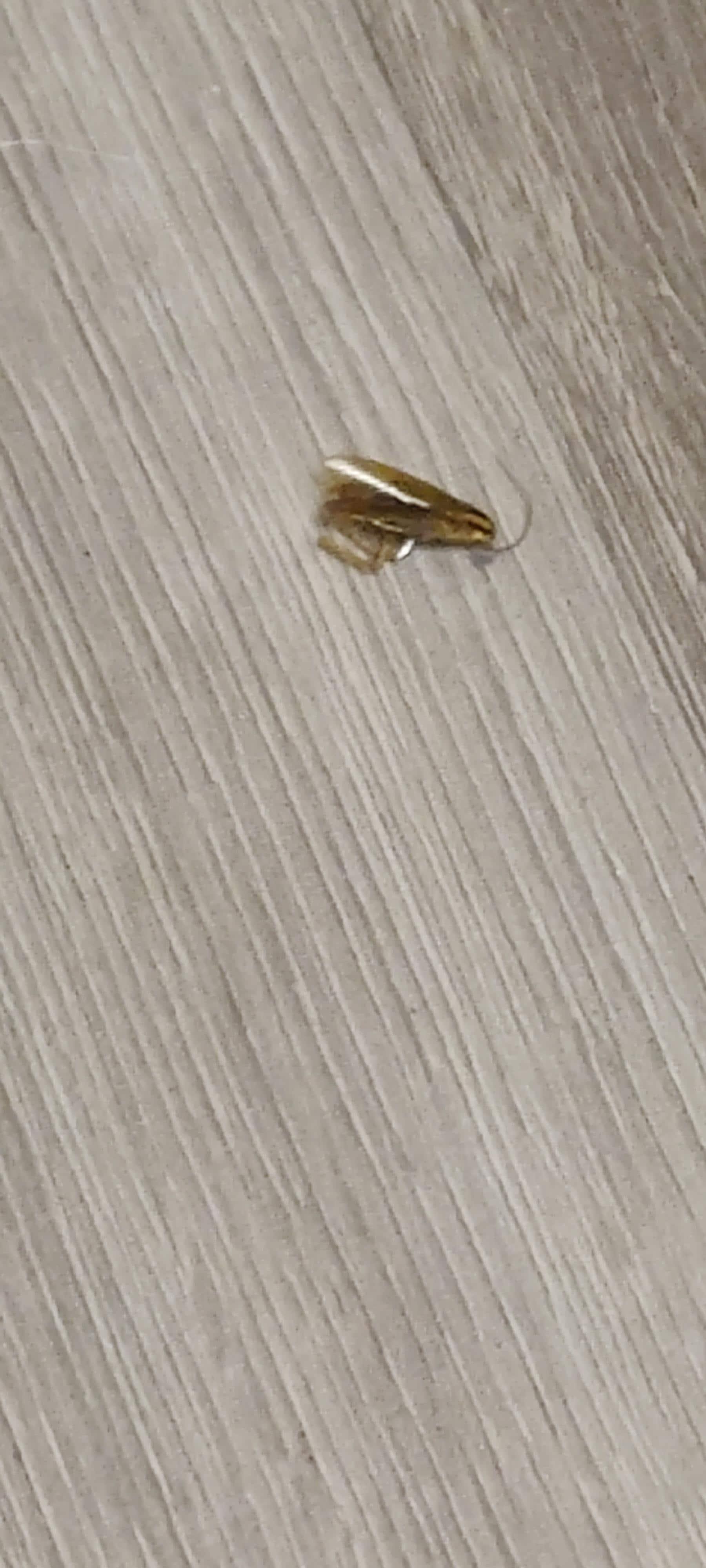 Dead bug next to kitchenette 