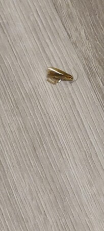 Dead bug next to kitchenette