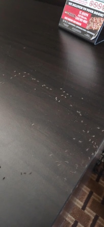 Ants on dresser.