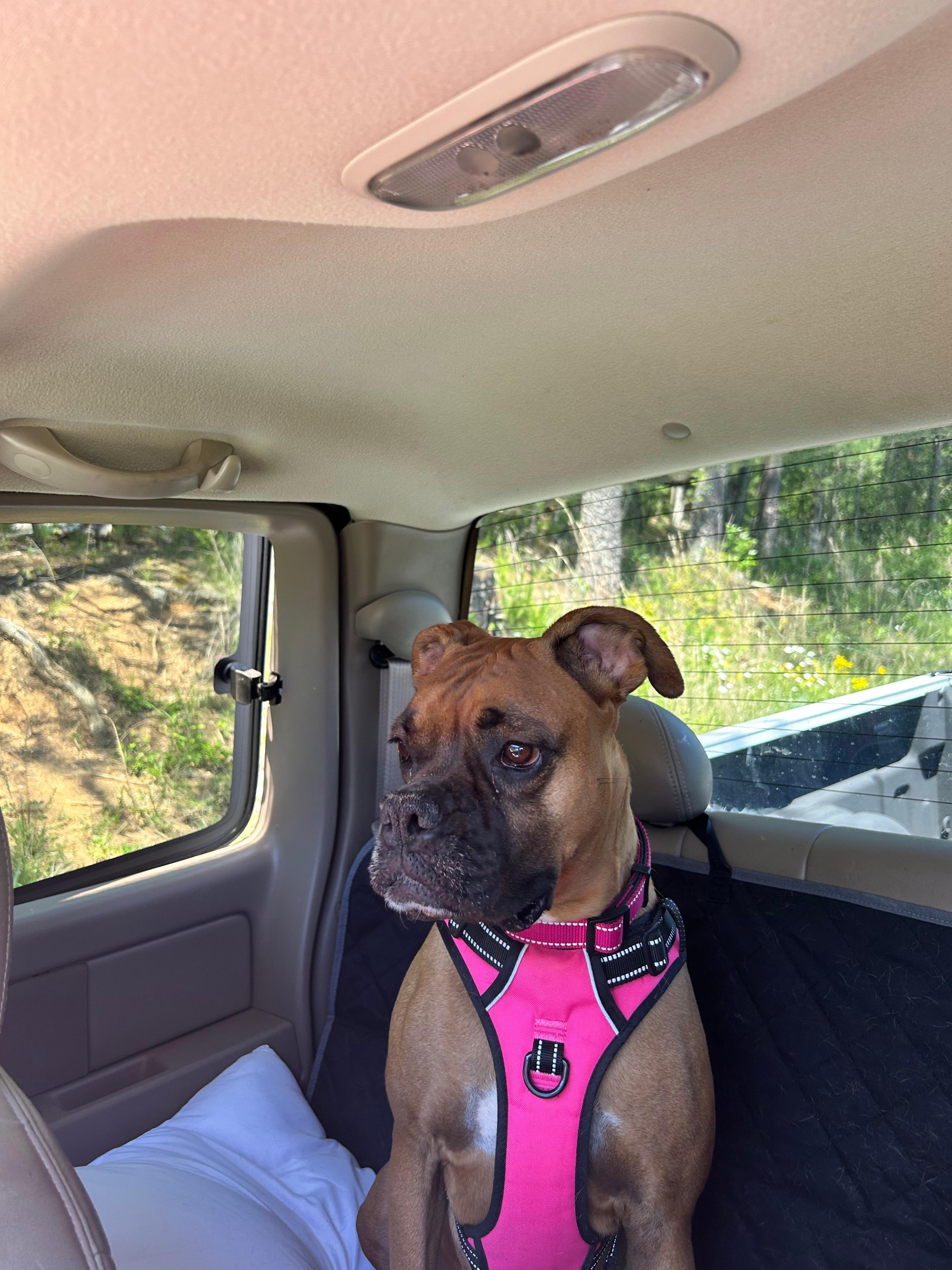 Josie enjoying the ride