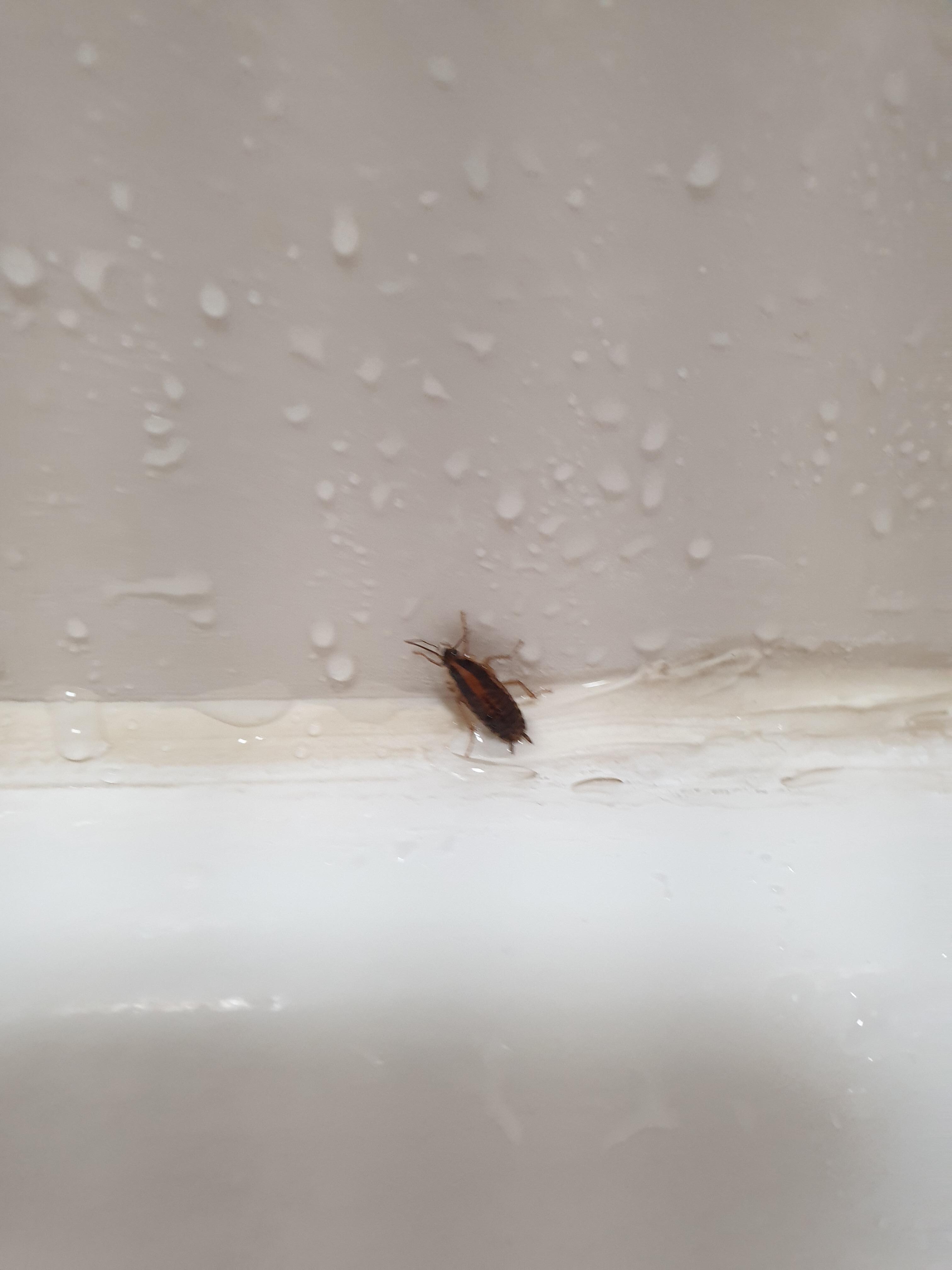 Scrub-a-dub-dub,
little roaches in the bath tub.

They all ran for cover when I turned the lights on.

I could have been paranoid after seeing them, But I thought I felt something walking on my face at night.