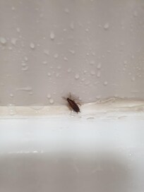 Scrub-a-dub-dub,
little roaches in the bath tub.
They all ran for cover when I turned the lights on.
I could have been paranoid after seeing them, But I thought I felt something walking on my face at night.