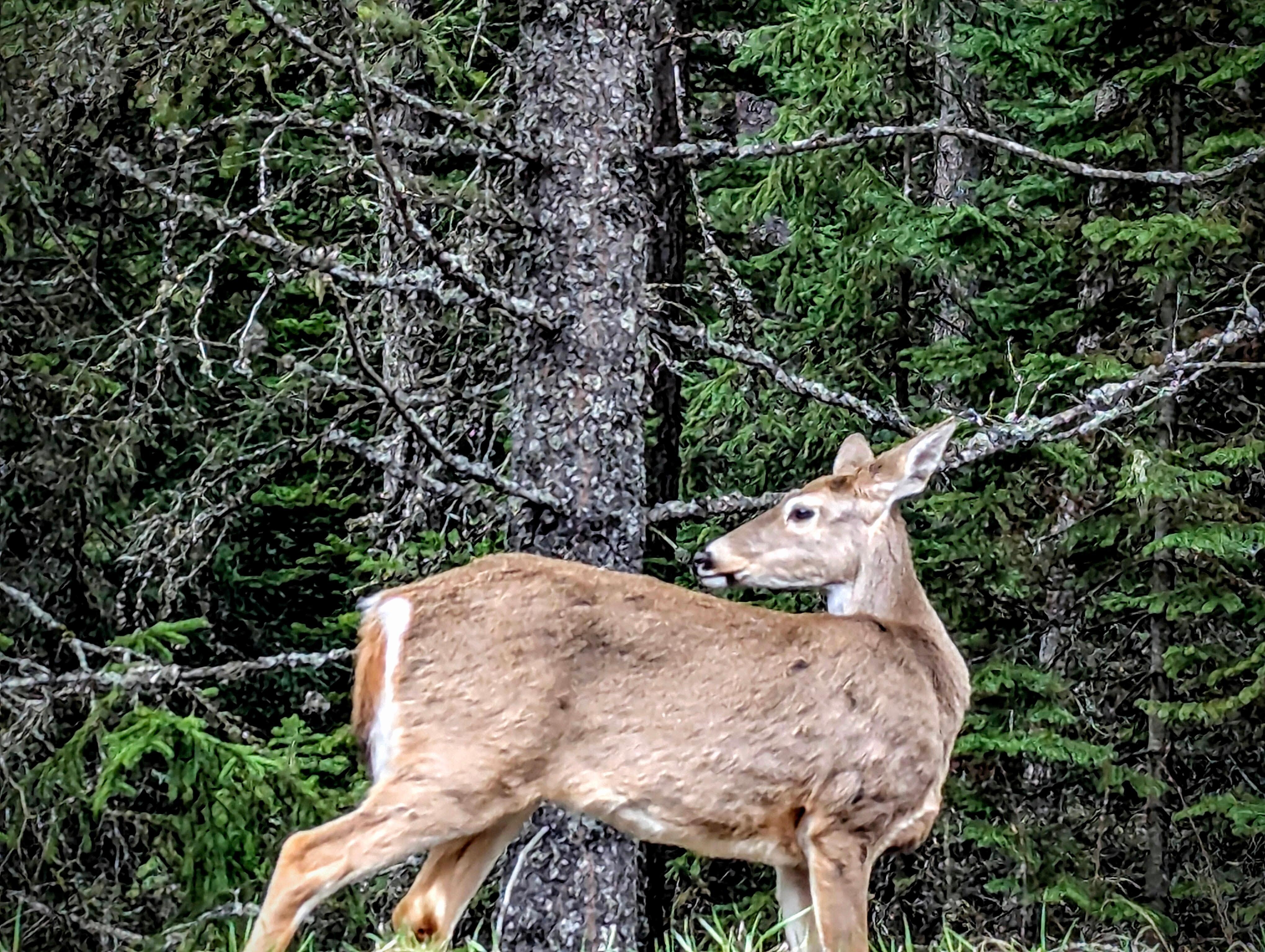 So. Many. Deer!