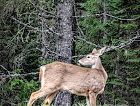 So. Many. Deer!