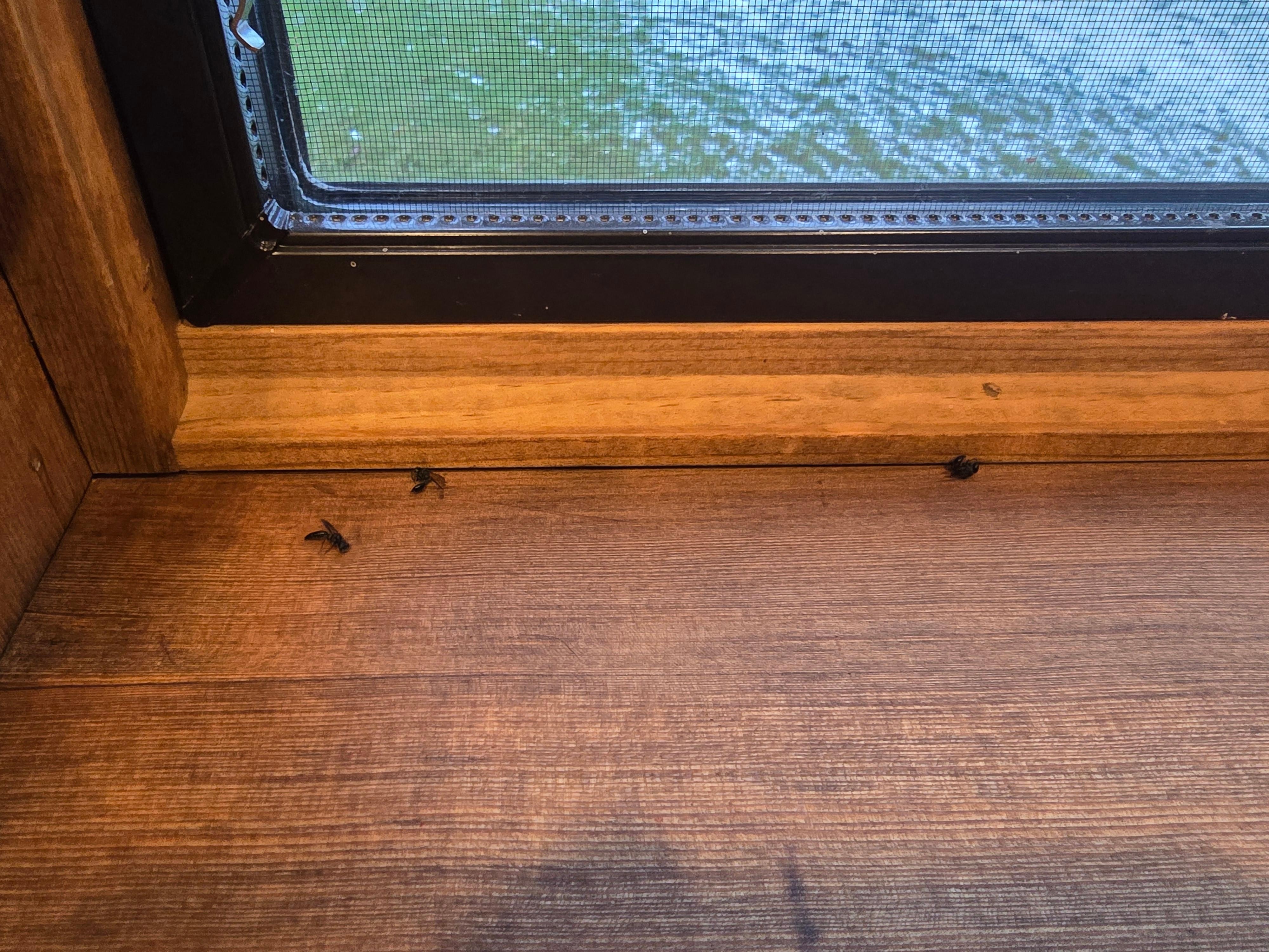 Dead flies in window