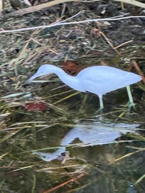 Seen from boardwalk at lake