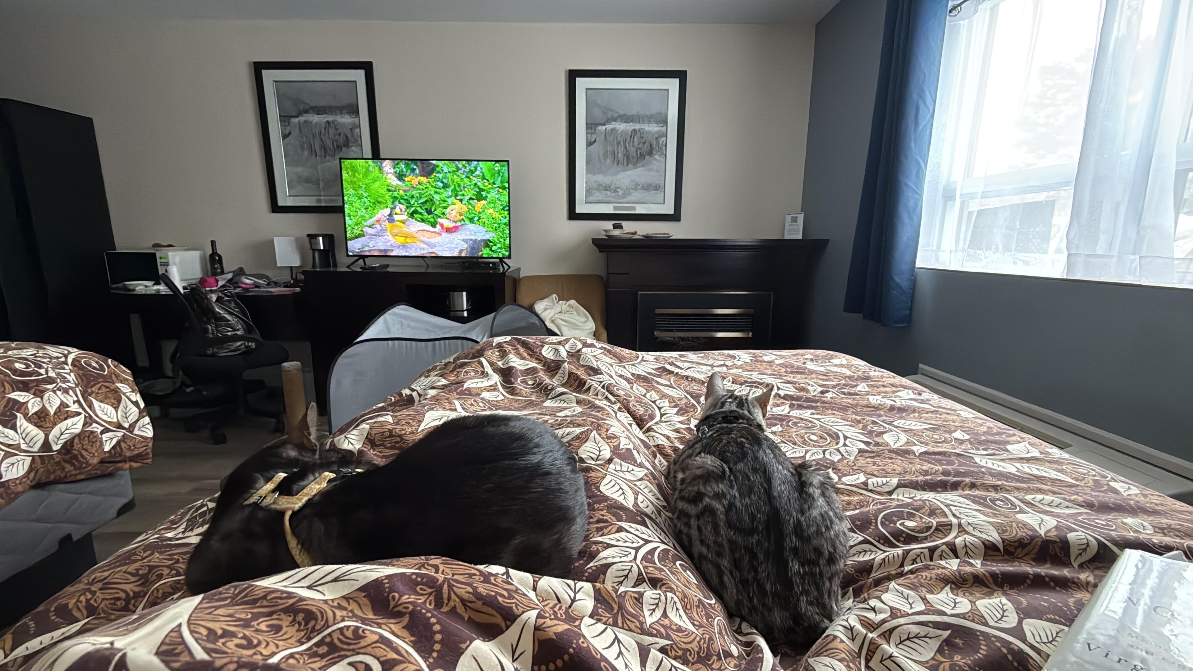 Grateful for pet-friendly room … spacious with a fireplace and a smart TV!  The cat tv channel was a big hit for the bengals 😺😺