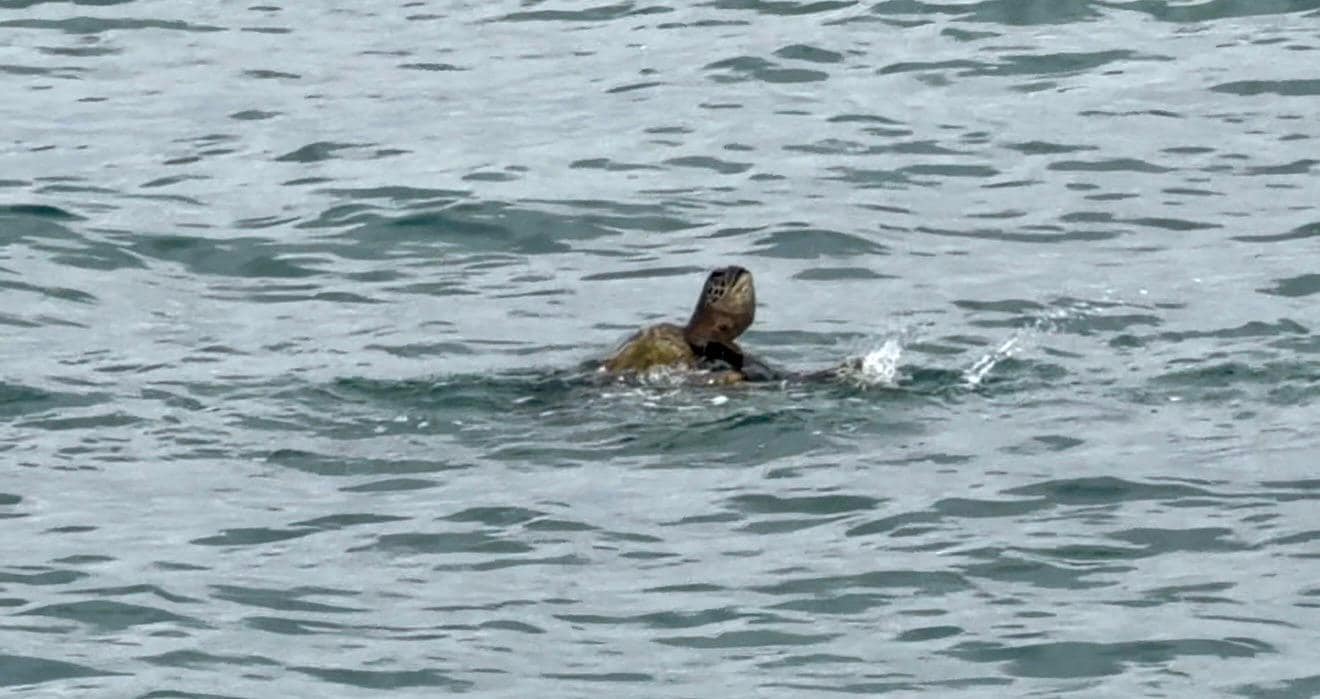 Turtles swimming at beach