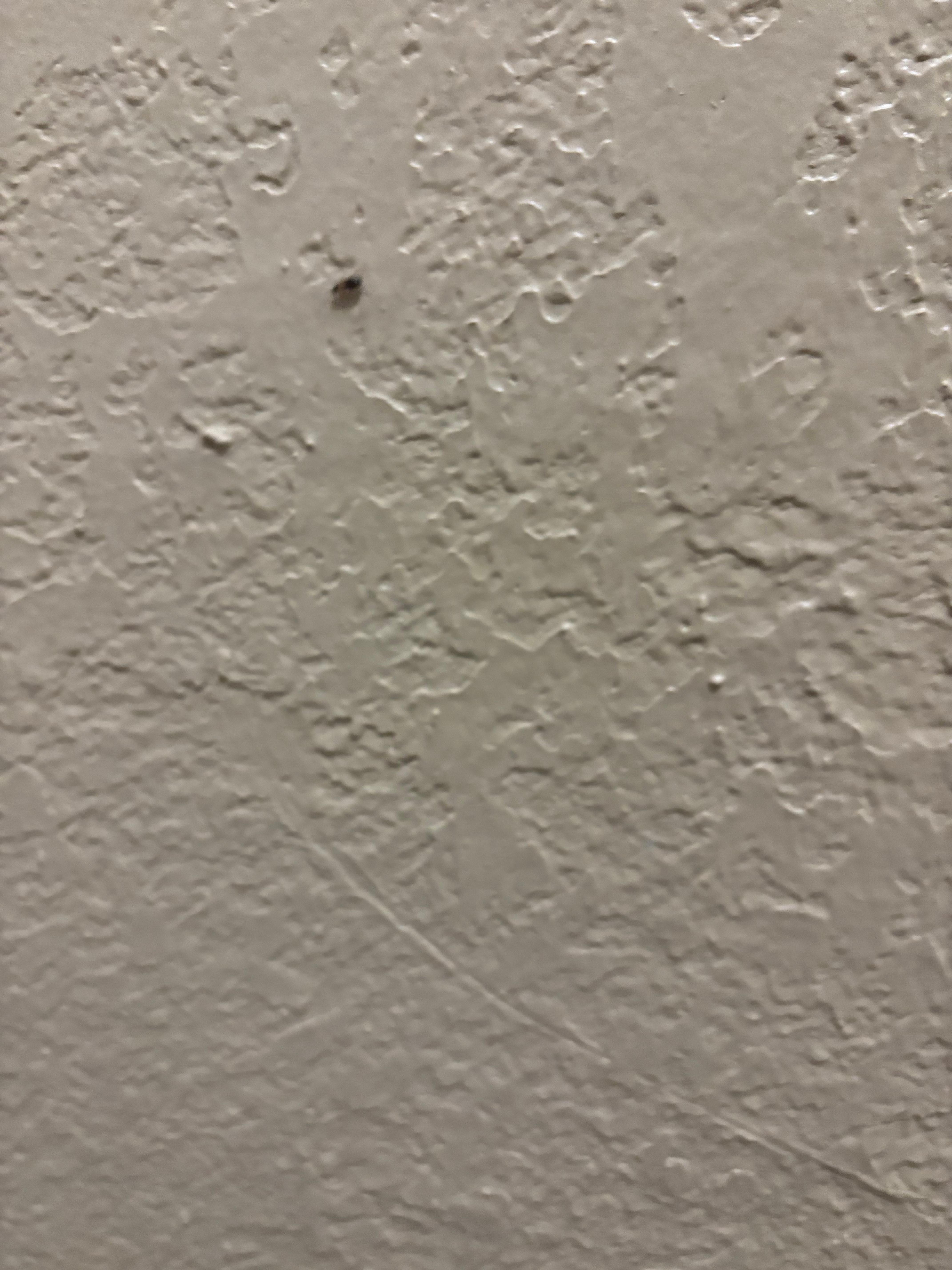 Bug on the wall