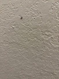 Bug on the wall