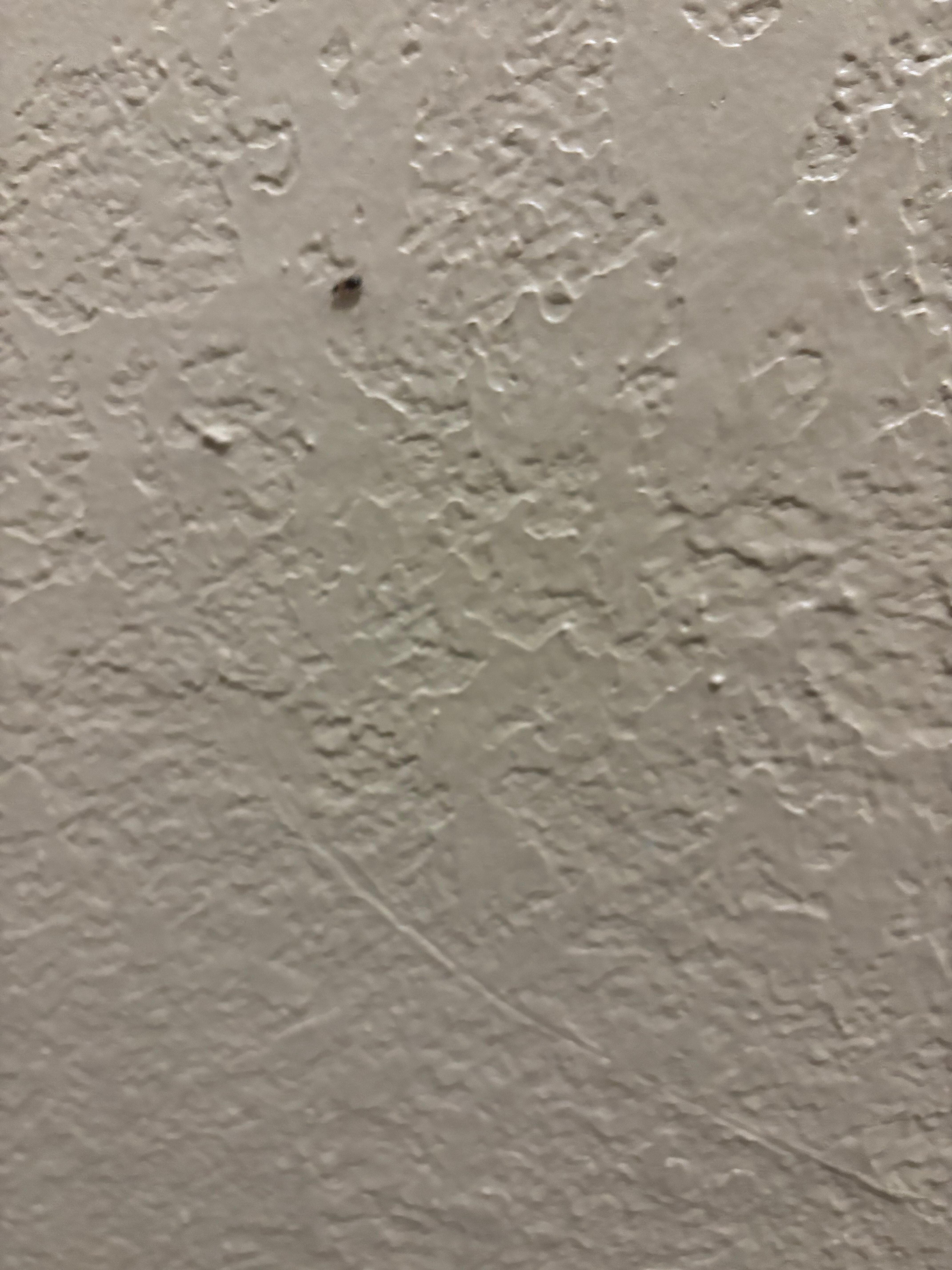Bug on the wall