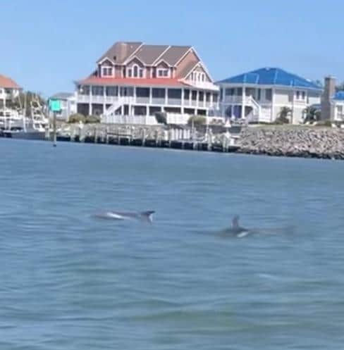 Dolphins on Assateague Island tour. M as my big beautiful houses