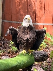 One of the beautiful bald eagles at the aquarium