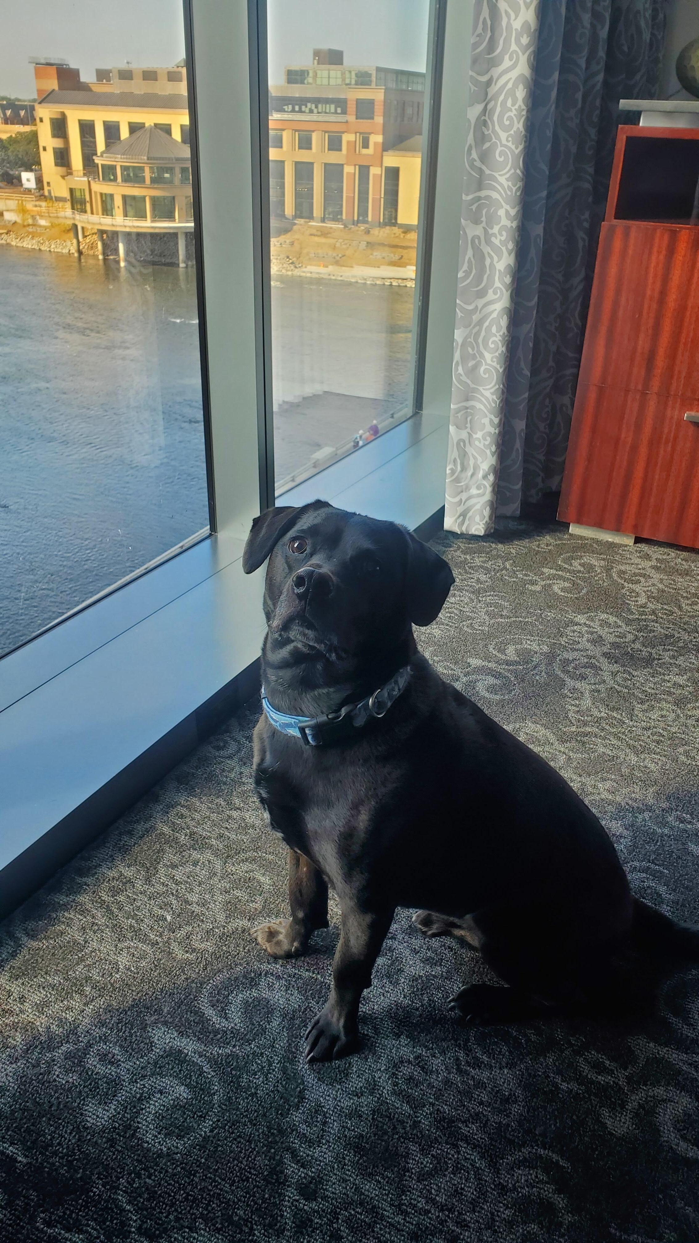 Even our dog enjoyed the view!