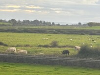 fields of cows and sheep