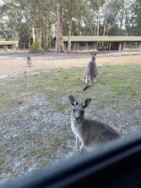 Kangaroo looking in cabin window