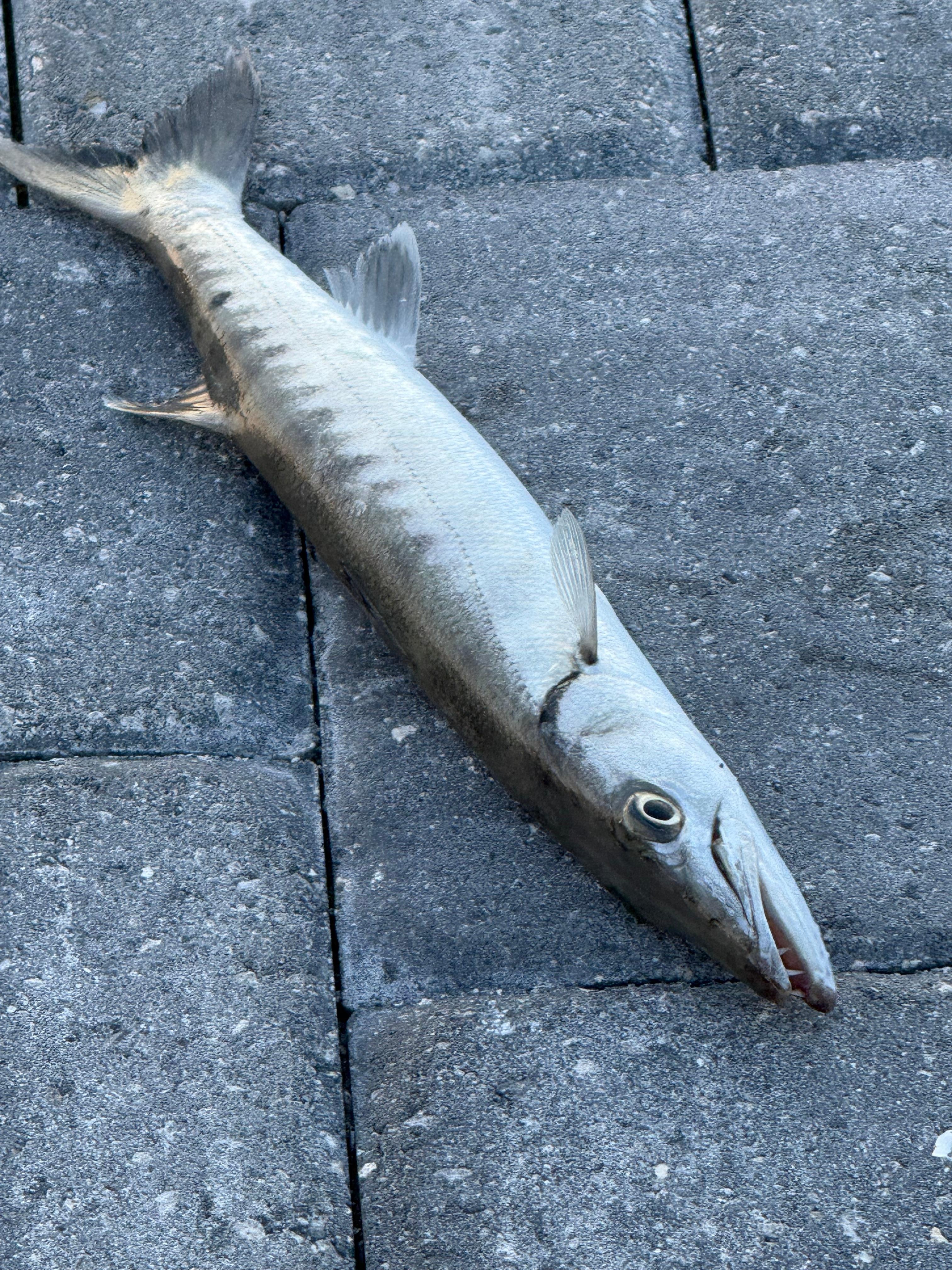 Barracuda caught from the dock!