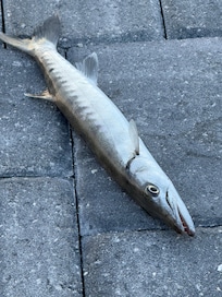 Barracuda caught from the dock!