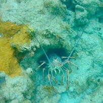 Spiny lobster! We also say turtles, stingrays and lots of fish!