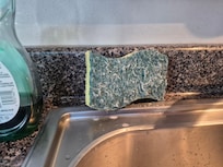 A very old sponge
