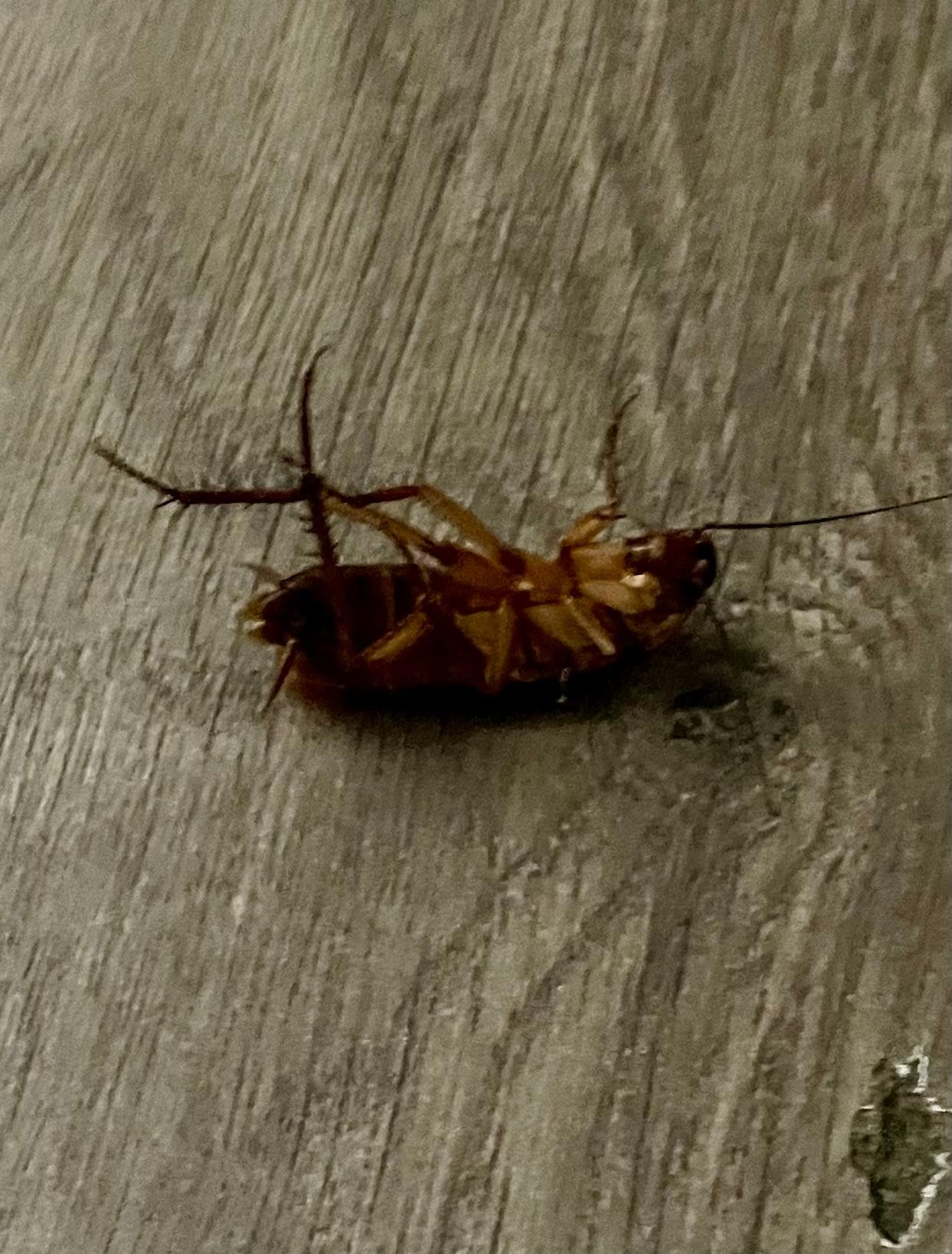 This guy was still kicking. Yuk