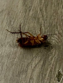 This guy was still kicking. Yuk