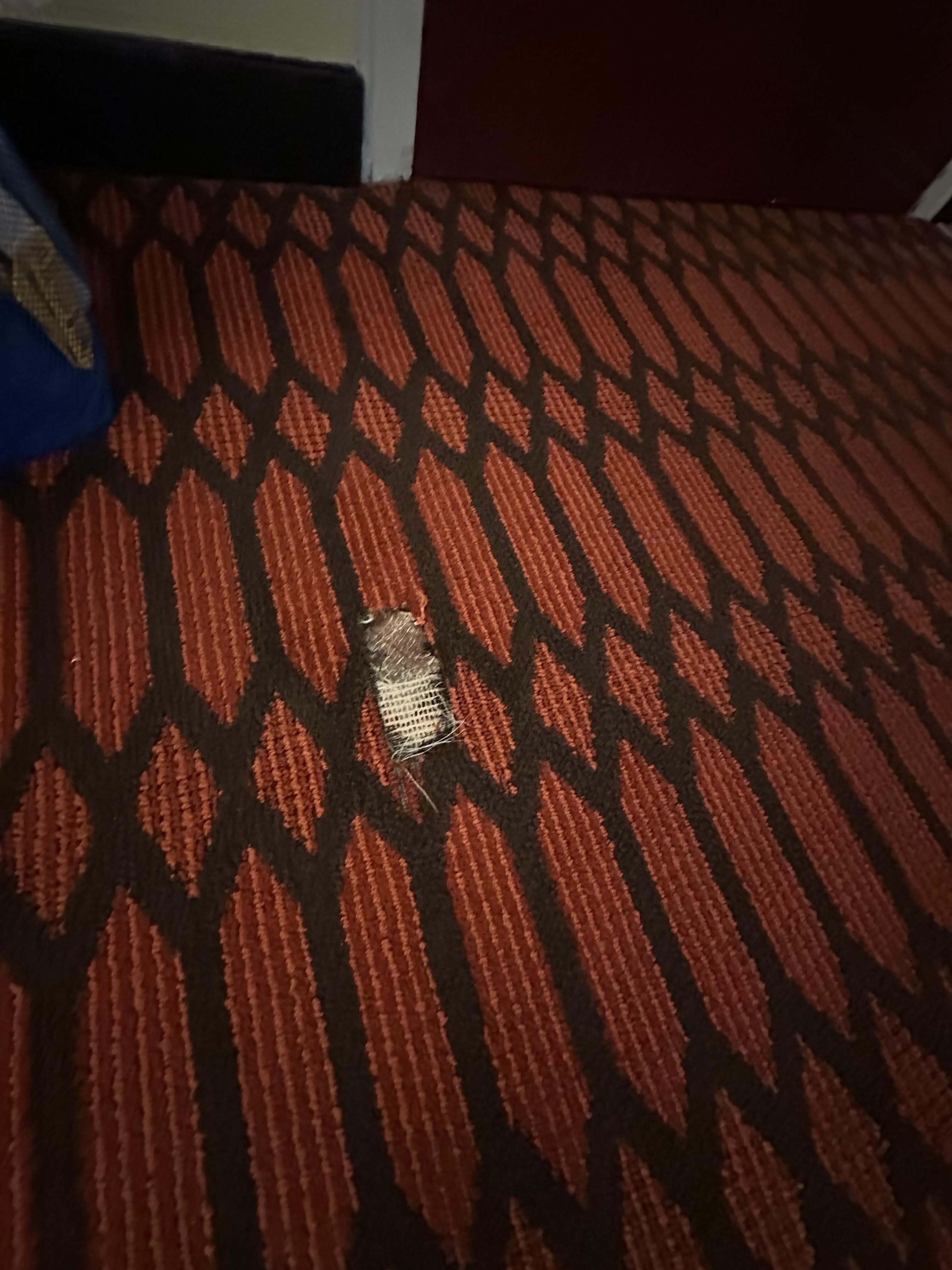 Torn carpet