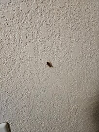 Roach crawling on wall