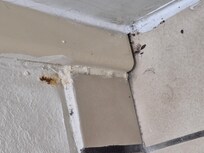 Mouse poop and rusty staple coming through