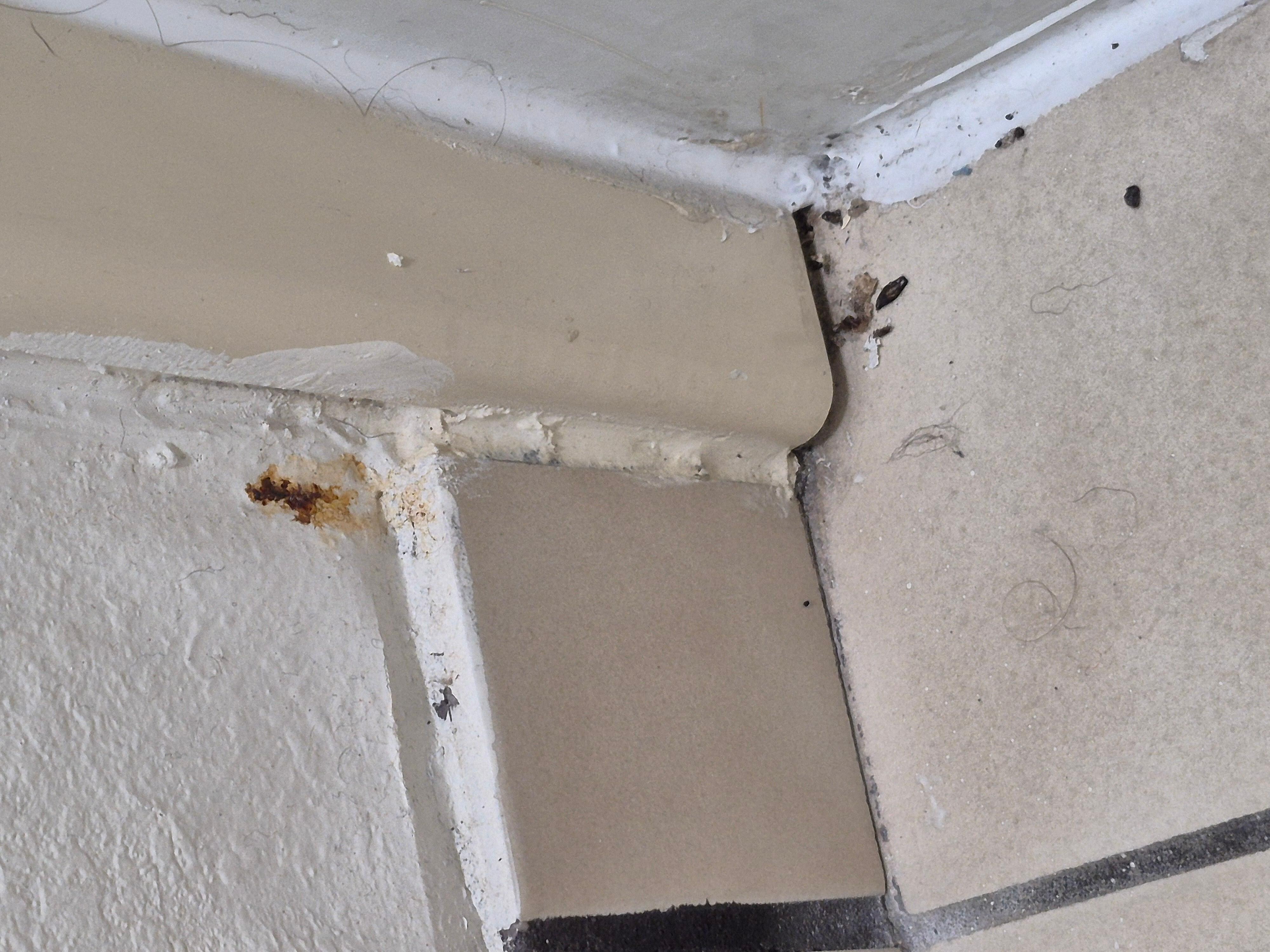 Mouse poop and rusty staple coming through 