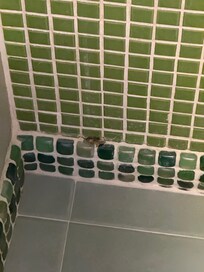 Schimmel in der Dusche