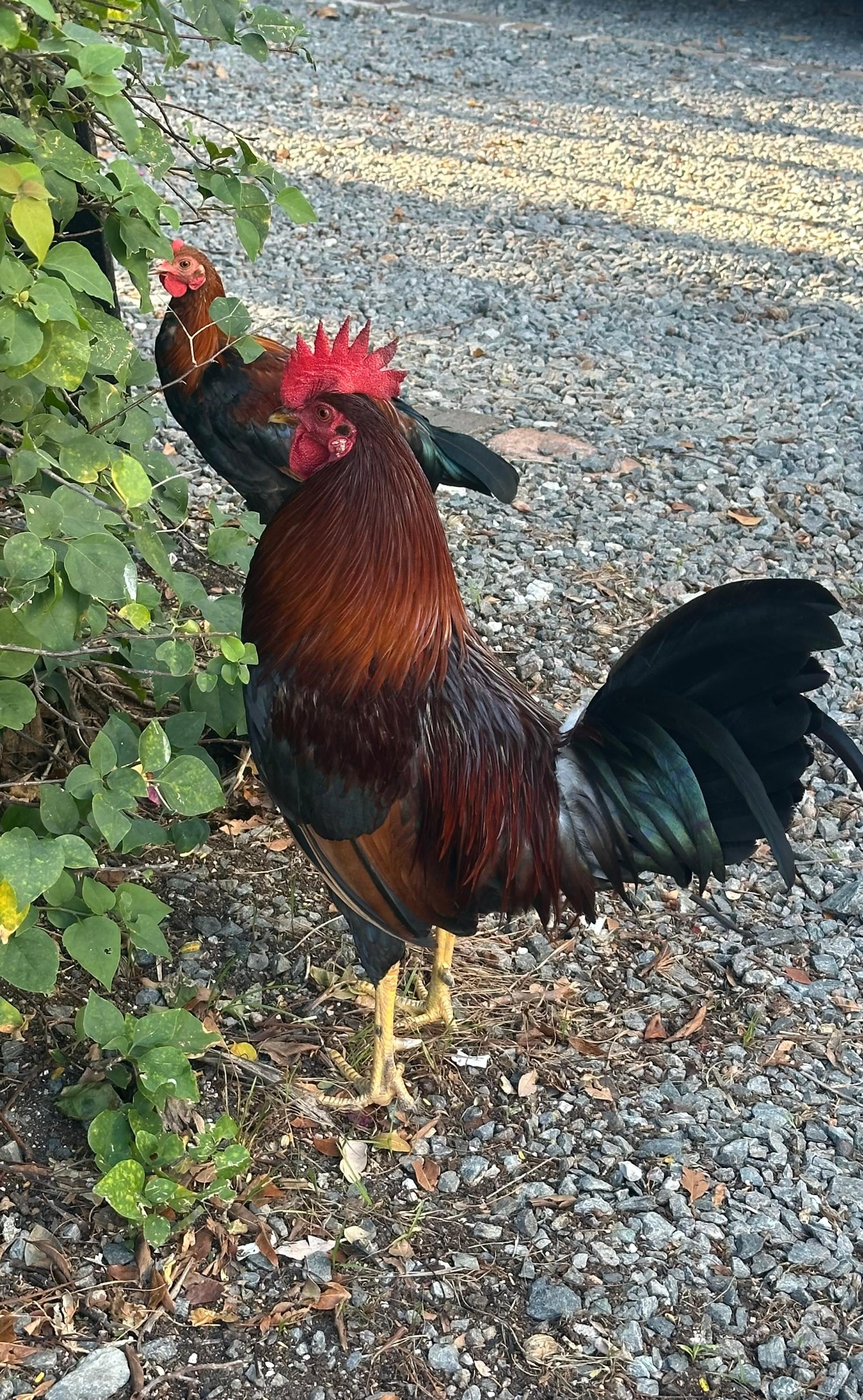 Always had these guys to look at from our patio. So pretty. 