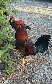 Always had these guys to look at from our patio. So pretty.