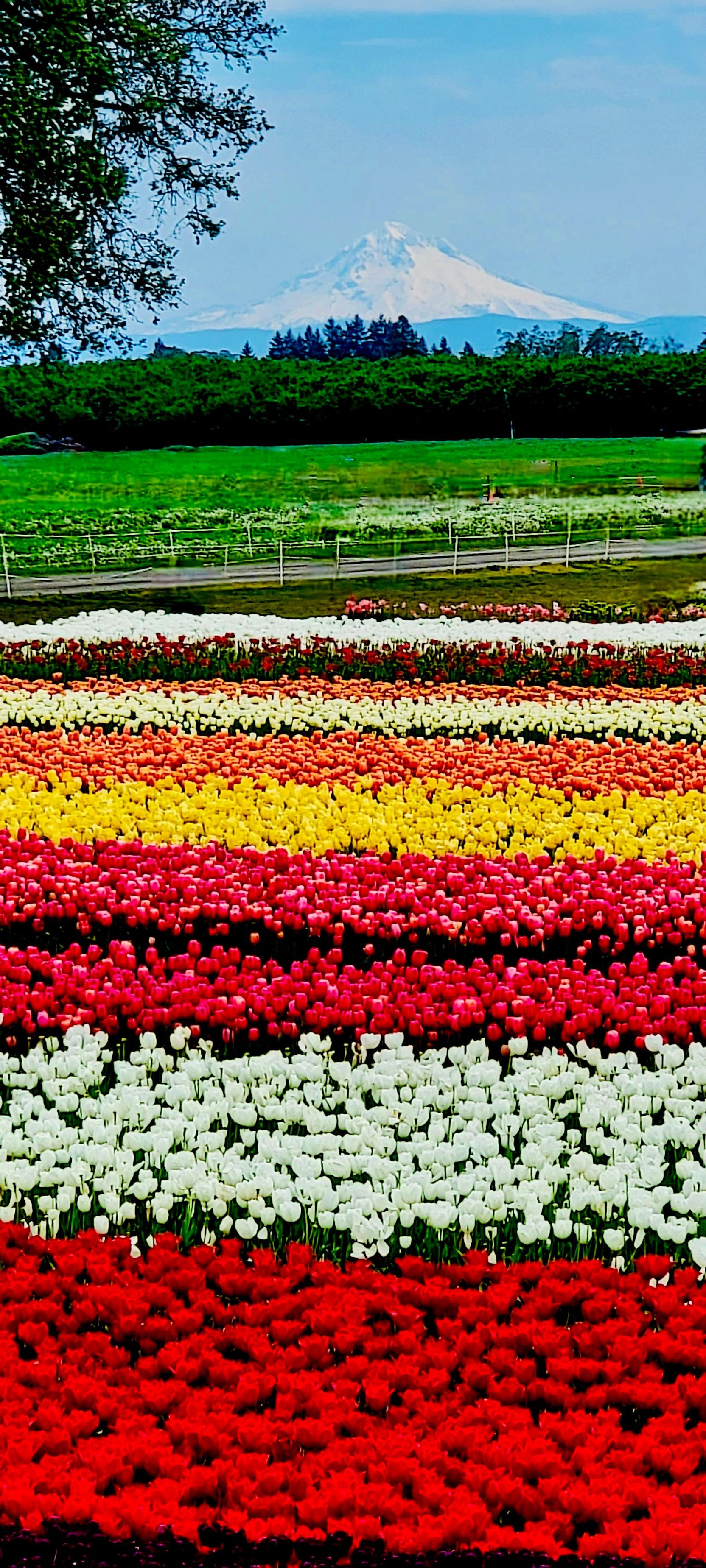 The wooden shoe tulip festival